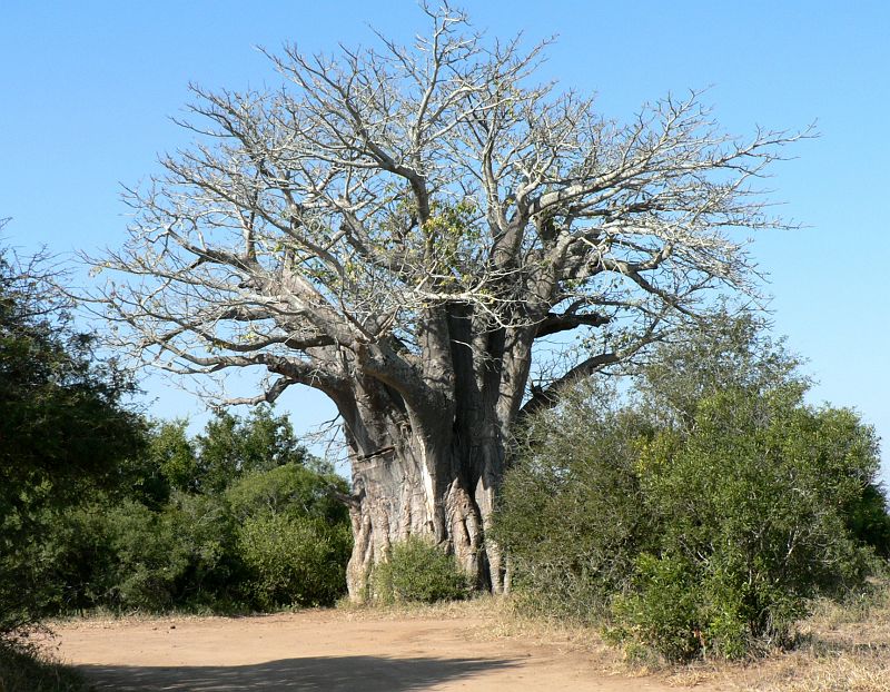 JAR 287.JPG - Nejširší strom, který jsme v Africe viděli. Otázkou je, jestli mu listy ještě někdy dorostou. Asi ne.